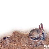 گونه دوپای کوچک Small five – toed jerboa